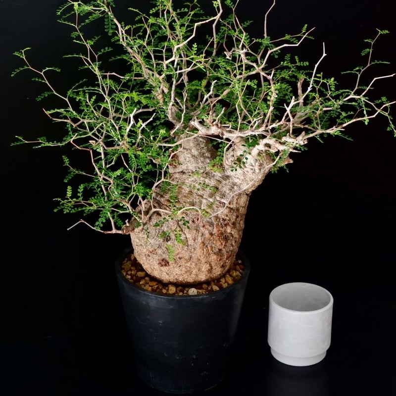 巨大 オペルクリカリア パキプス［No.12］ | Botanical Holic