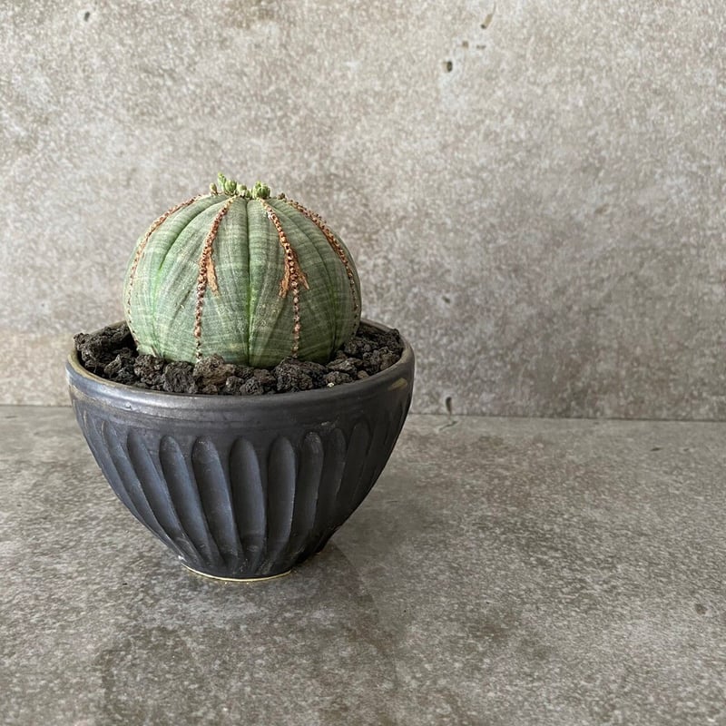 EU輸入 ユーフォルビア オベサ MO-07 × 