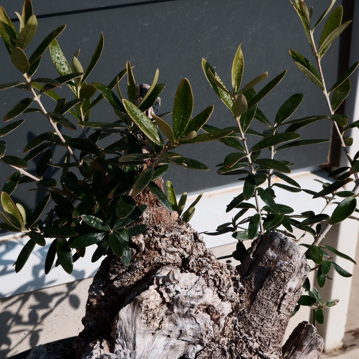 Old Olive 古木オリーブ［No.24］× 10号皿鉢 (φ30cm) | Botani