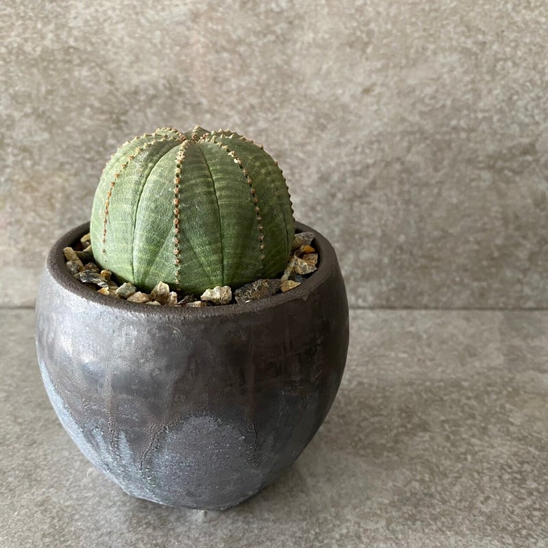 EU輸入 ユーフォルビア オベサ No.06 × 円 - en - 