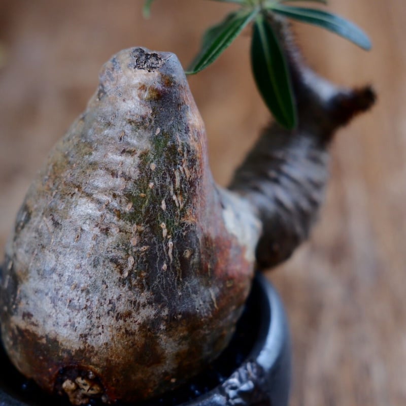 発根済 変態 二頭 グラキリス - 象牙宮 - size S ［No.20］ × 松野然