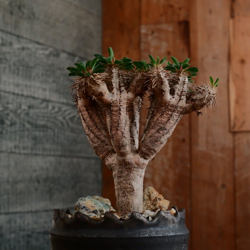 ユーフォルビア ギラウミニアナ［No.58］ × 根本峻吾 作 S.N POT type