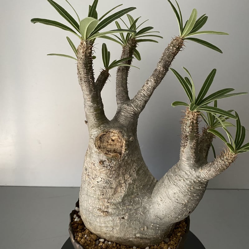 発根済 中ぶり 分頭 グラキリス BG-193 × S.N.Pot 