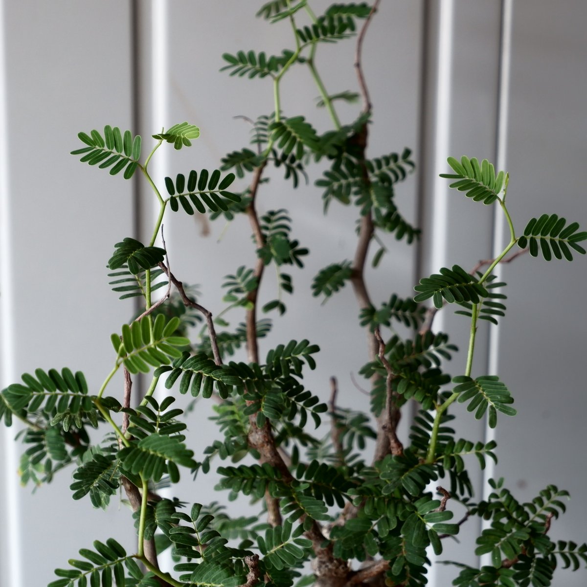 センナ メリディオナリス 輸入株［No.25］ × 坂本新 作【 LUSTER - blac