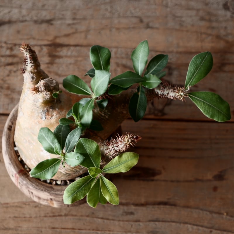 中株 マカイエンセ φ10cm - 魔界玉 - 輸入株［No.19］ × 沼野秀章 作品