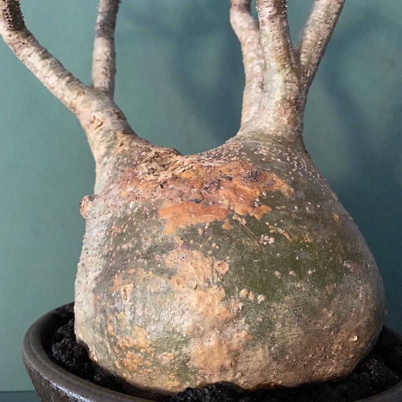 発根済 大サイズ グラキリス 22 ×【 ISOBE - BACHI 】