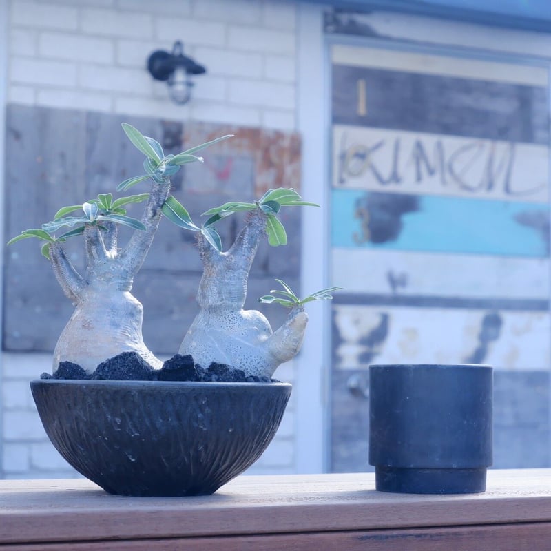 発根済 多頭 グラキリス 21 ×【 盆 - bon - 