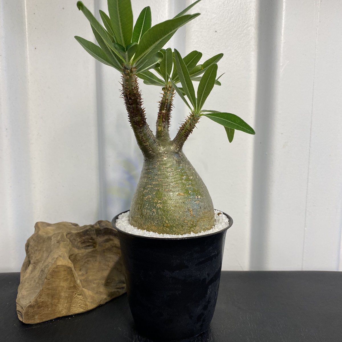 ぽてっと緑肌【グラキリス 小-中ぶり 発根済 2020年8月輸入 現地株】BH