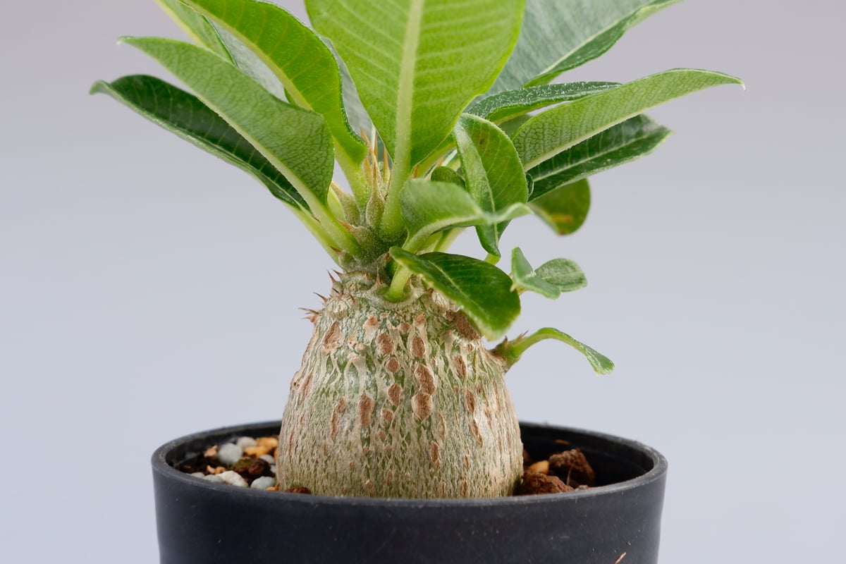 パキポディウム ウィンゾリー 実生株 014 Pachypodium windsorii |