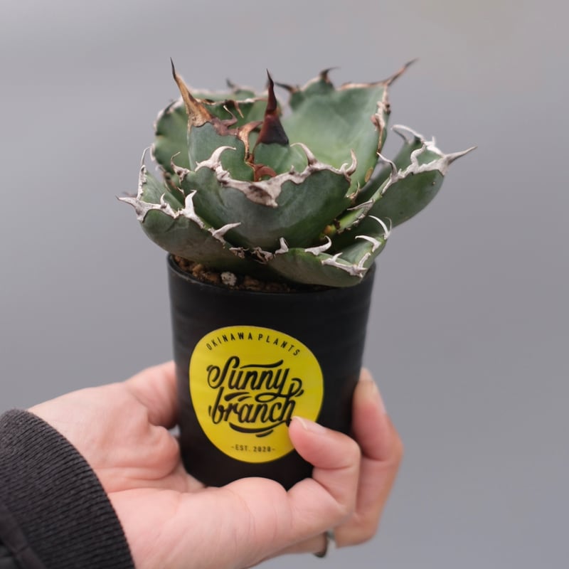 アガベ チタノタ 白鯨 Agave titanota white whale 229 | Su