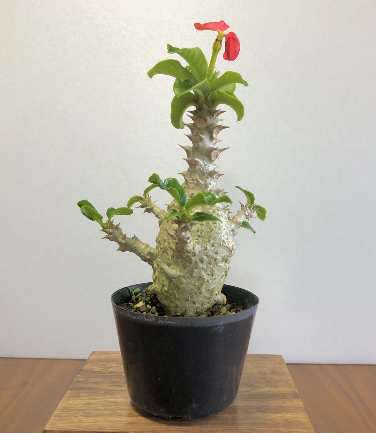 パキポディウム ウィンゾリー | Sunny Branch