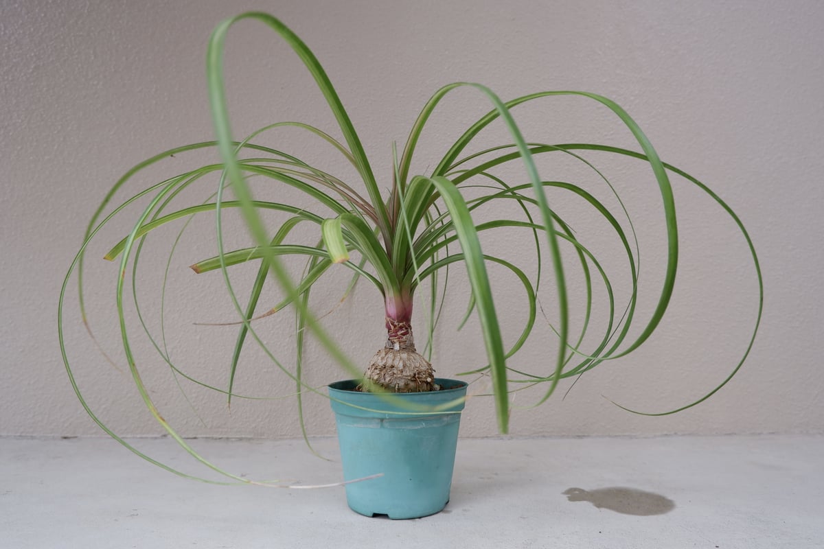 希少】斑入り トックリラン ノリナ | Sunny Branch