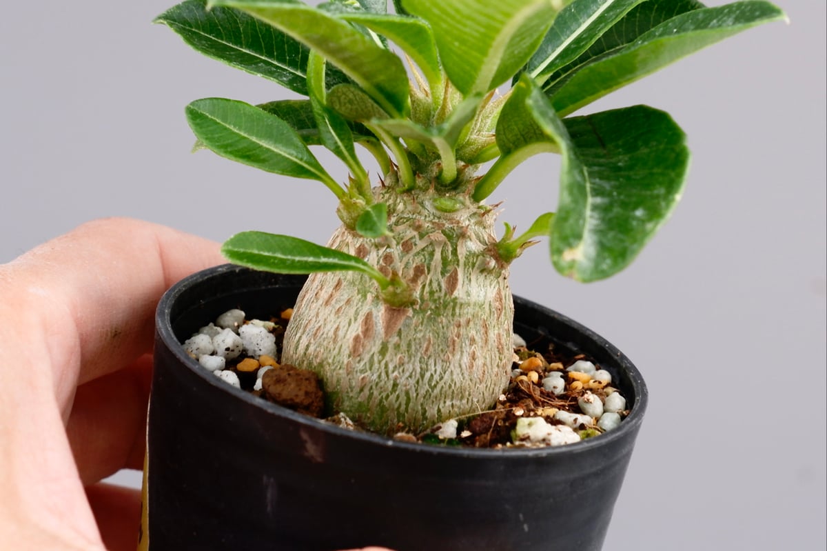 パキポディウム ウィンゾリー 実生株 014 Pachypodium windsorii |