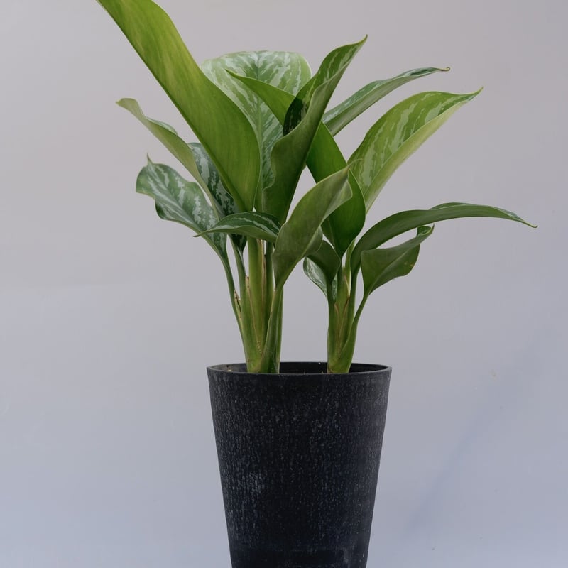 アグラオネマ ニティドゥーム カーティシー Aglaonema nitidum Curtisi