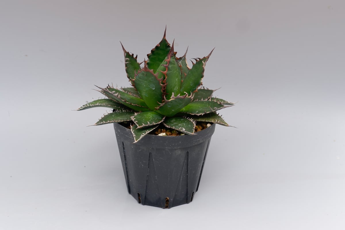 アガベ ホリダ 042 Agave horrida 強棘 | Sunny Branch