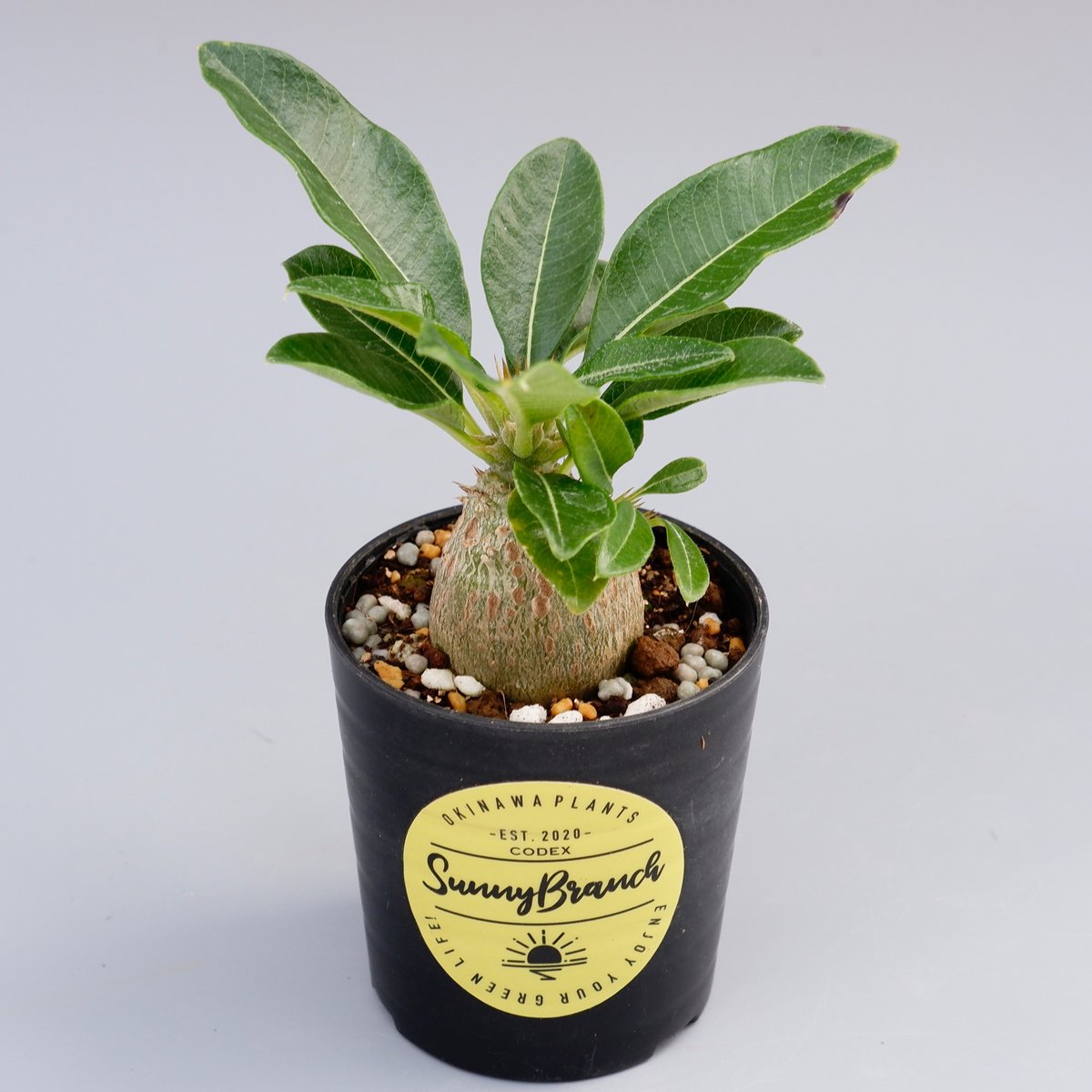 パキポディウム ウィンゾリー 実生株 014 Pachypodium windsorii |