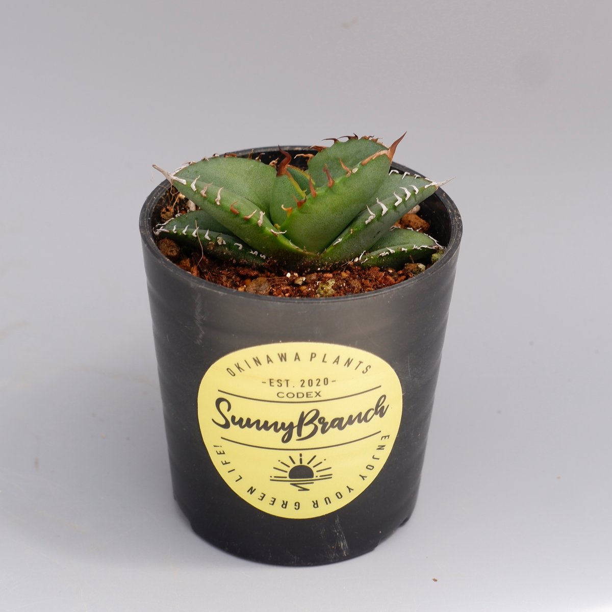 アガベ オテロイ 実生株 Agave oteroi seeding 100 | Sunny