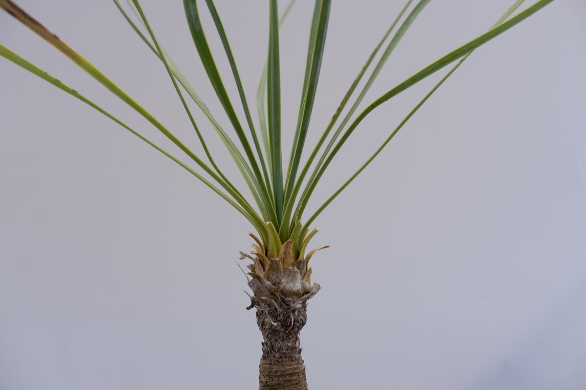 ユッカ ロストラータ 幹上がり 15 ユッカ ロストラータ 004【幹立ち