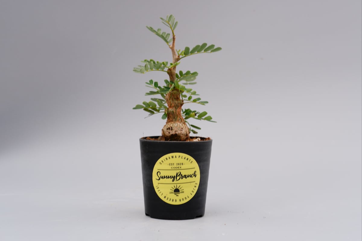 センナ メリディオナリス 実生株 Senna meridionalis 001 | Sunny