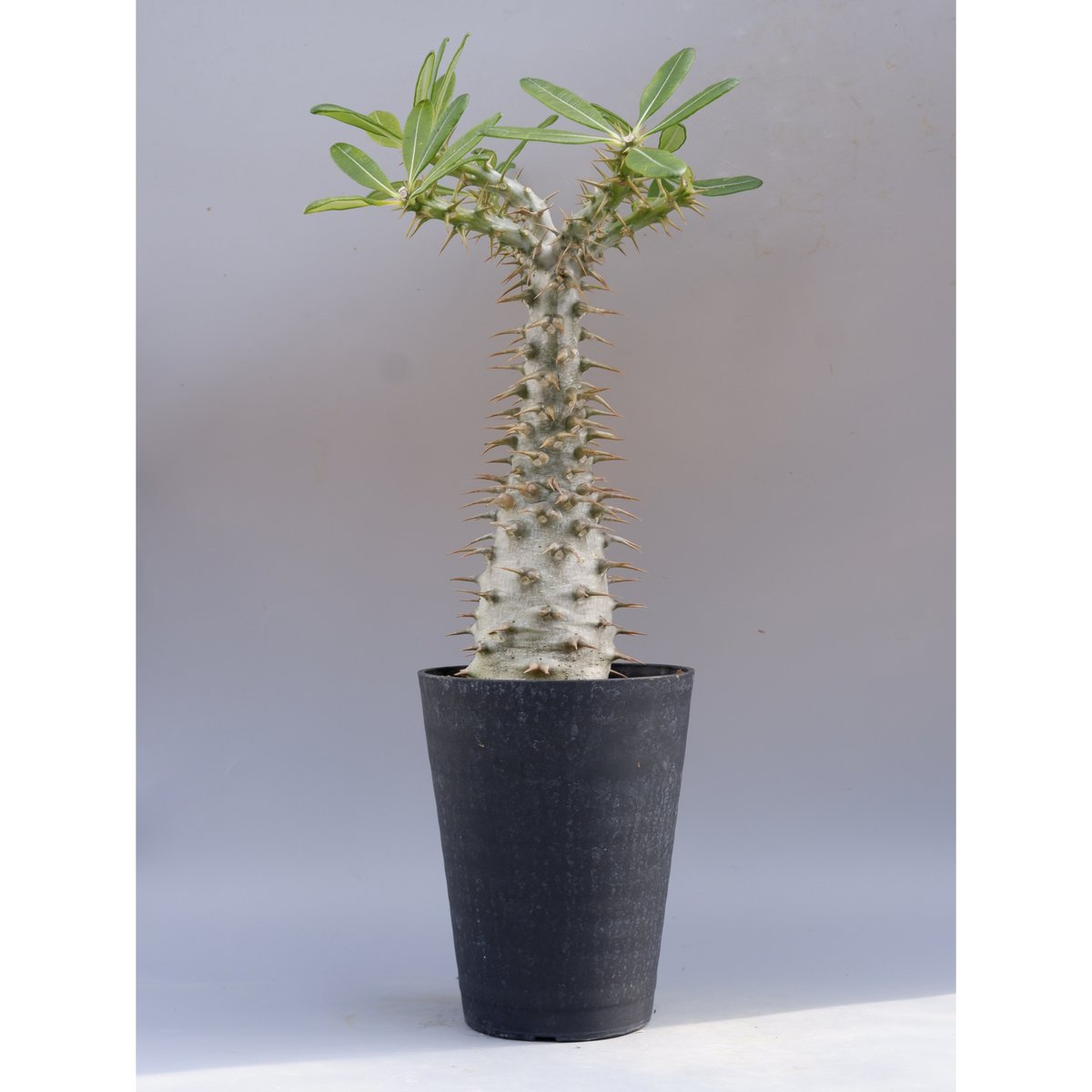 パキポディウム アンボンゲンセ 001【開花実績あり】 Pachypodium