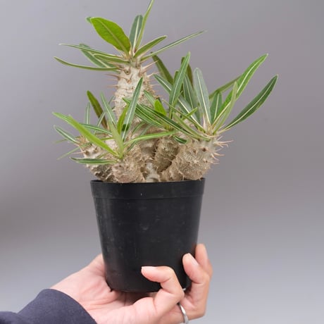 カクチペス | STORES