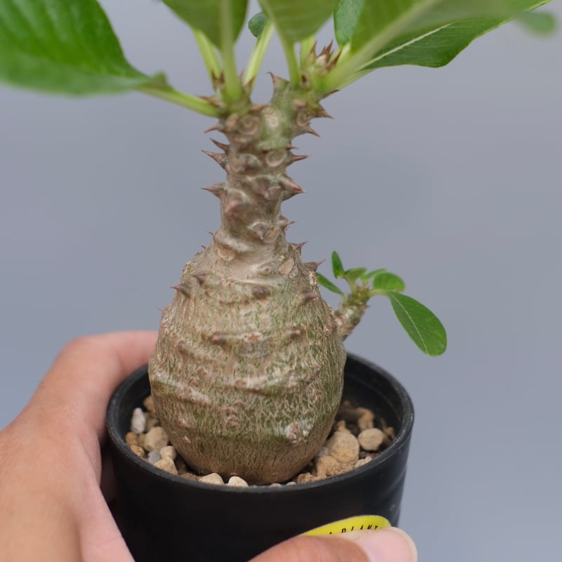 パキポディウム ウィンゾリー 実生株 070 Pachypodium windsorii |