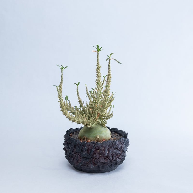 極上品】Dorstenia gigas f. bullata【ギガスの最高峰】ドルステニア