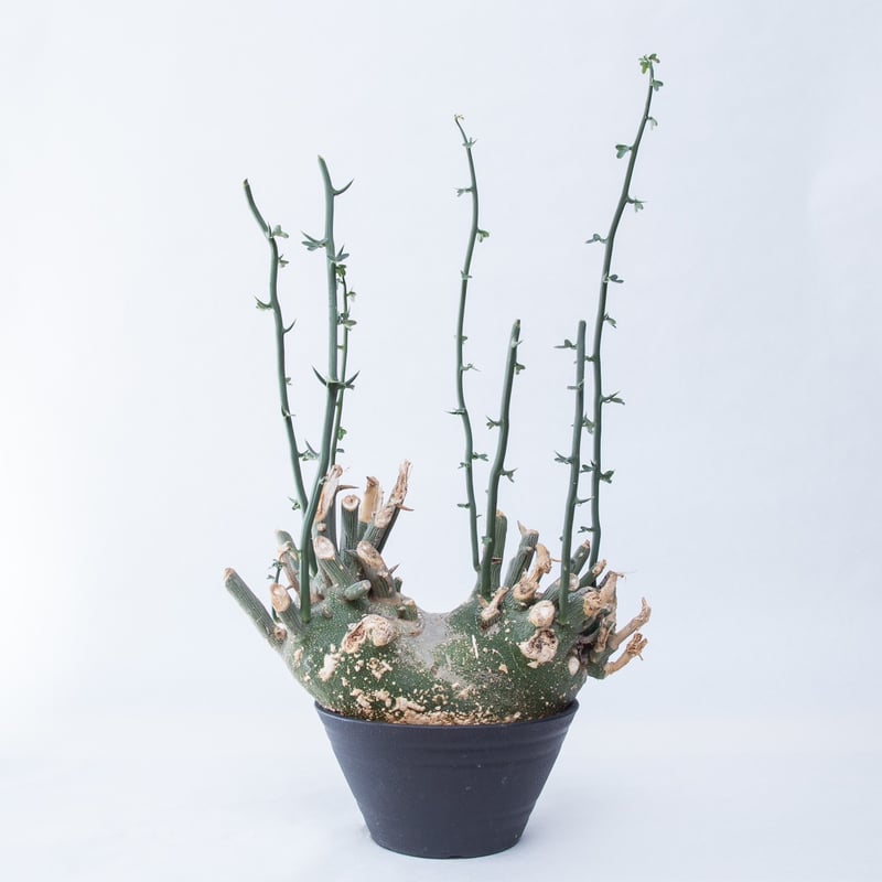 新着】Adenia globosa【ダブルヘッド・ツルも旺盛わんぱく塊根