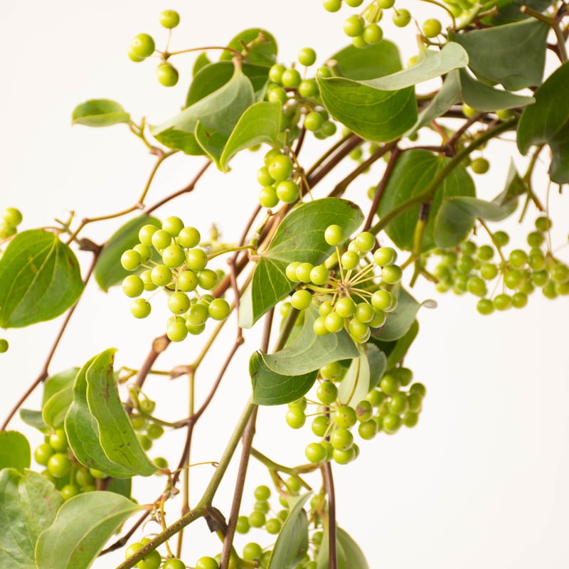 サンキライ | tokyo_shokubutsu_zufu