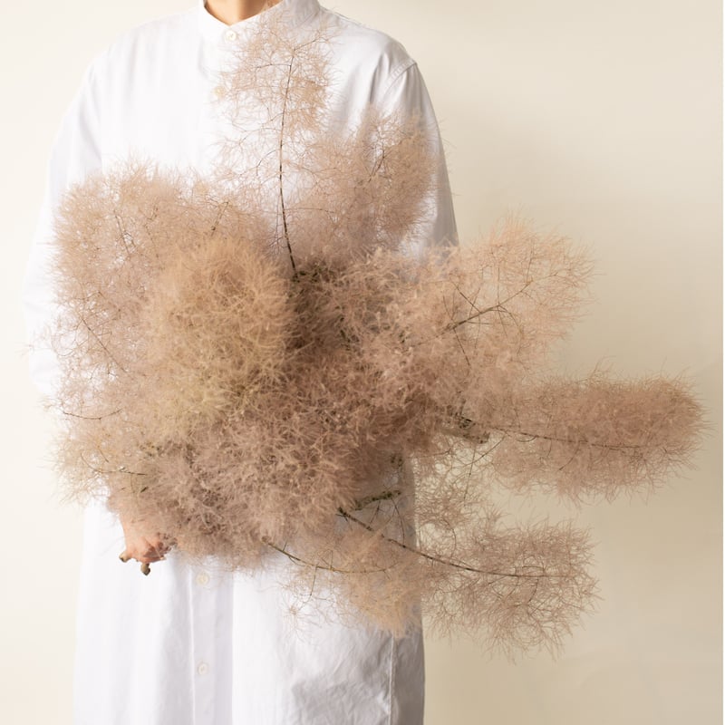 ドライフラワー「スモークツリー」 | tokyo_shokubutsu_zufu