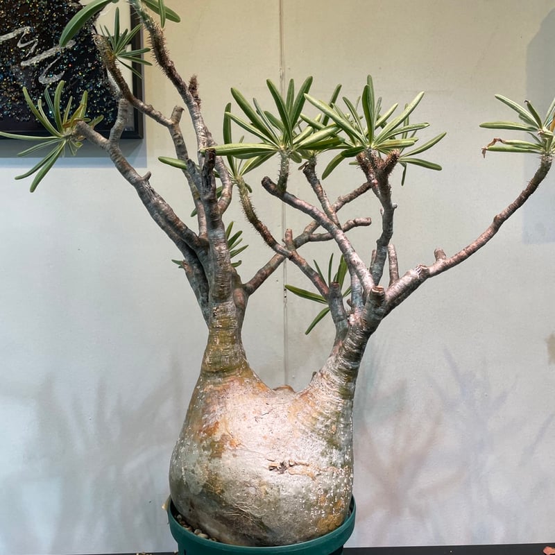 パキポディウム グラキリス 大株 | R_Plants.ONLINE