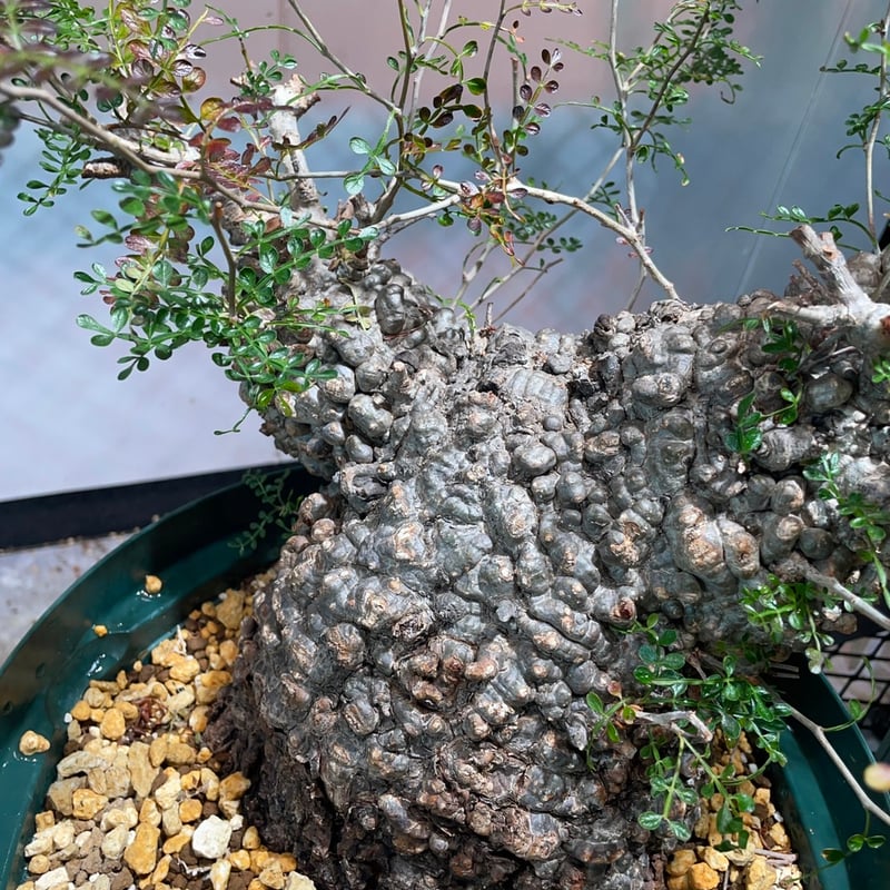 オペルクリカリア・パキプス | R_Plants.ONLINE