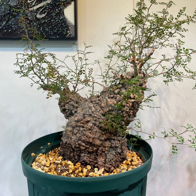 オペルクリカリア・パキプス | R_Plants.ONLINE