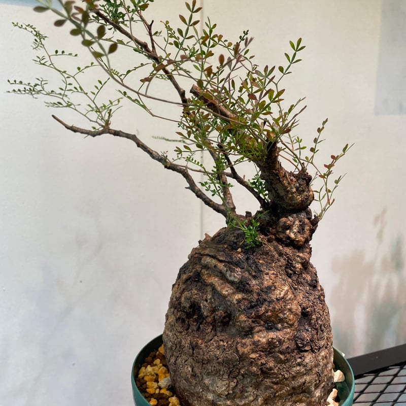 オペルクリカリア・パキプス | R_Plants.ONLINE