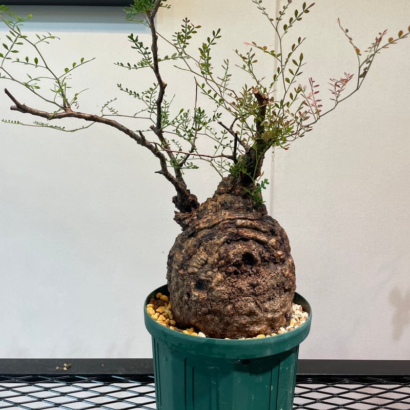 オペルクリカリア・パキプス | R_Plants.ONLINE