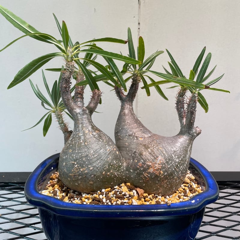 パキポディウム グラキリス 多頭株 | R_Plants.ONLINE