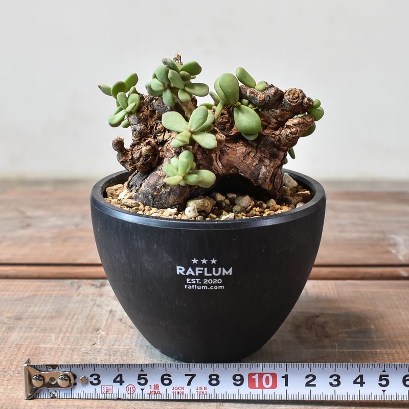 ケラリア ピグマエア 【発根済】B | RAFLUM / ラフラム｜東京、大阪の