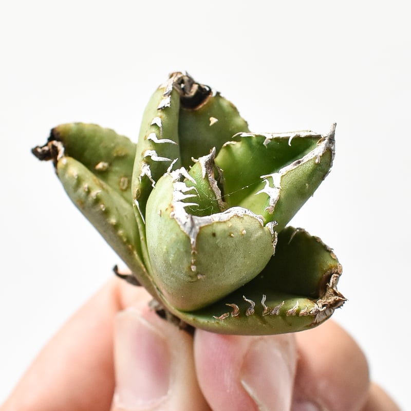 アガベ チタノタ 麻花龍 【台湾 berlin産/子株/抜き苗】C BE2402602(T)