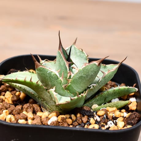 アガベチタノタシエラミクスティカ | STORES