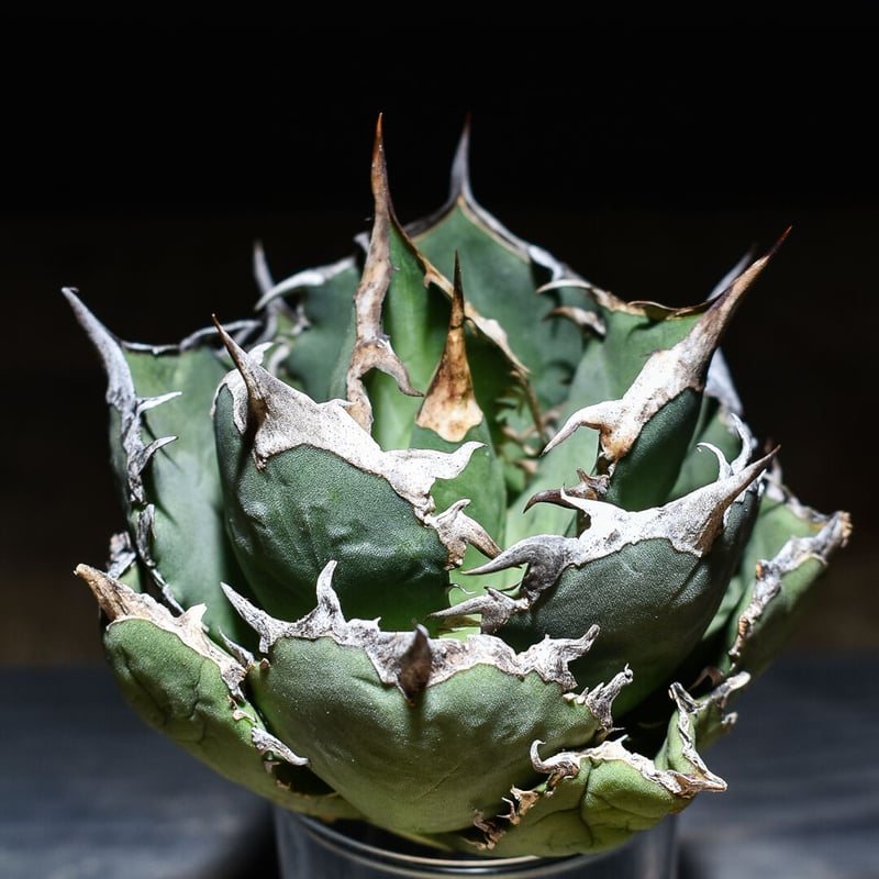 アガベ チタノタ 白鯨 ボールタイプの超良型株 (抜き苗販売) type B