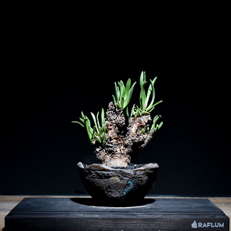 チレコドン ペアルソニー 