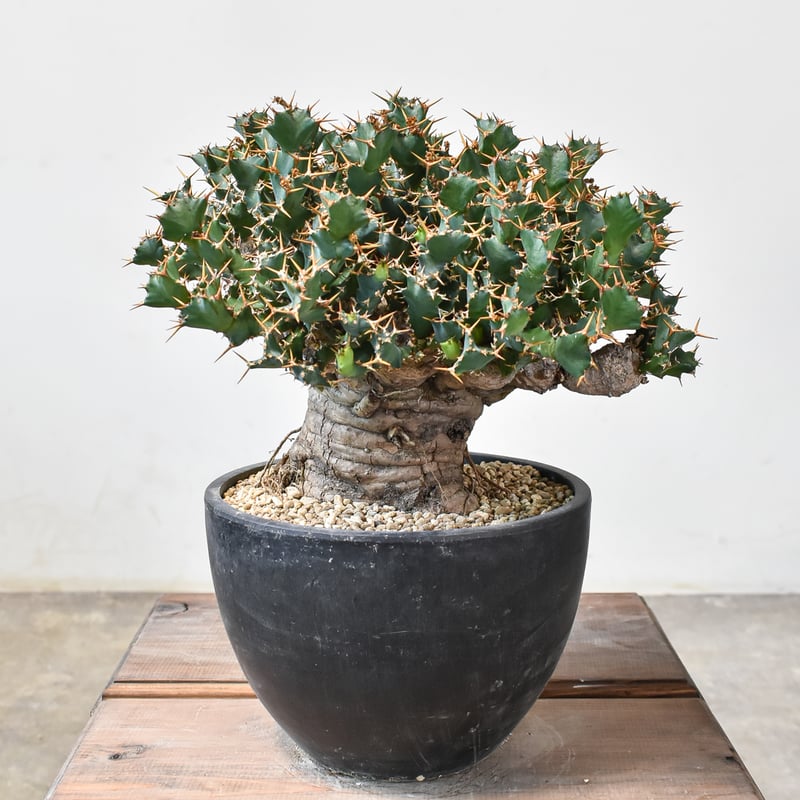 ユーフォルビア クラビゲラ 