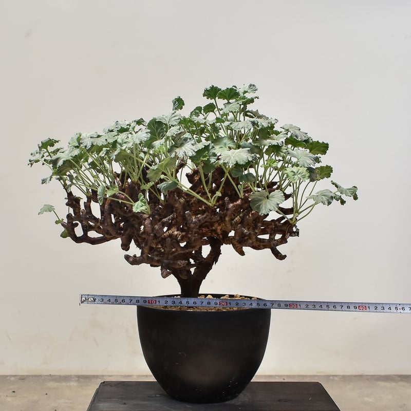 ペラルゴニウム ミラビレ 大株（発根済み）A RF231900(T) | RAFLUM / ラ