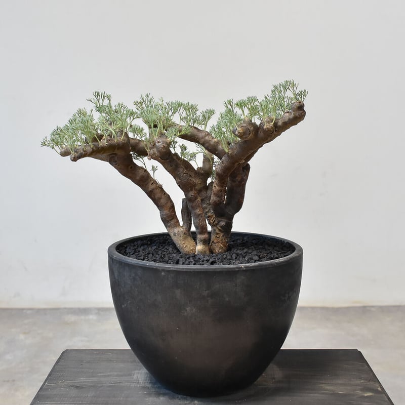 サルコカウロン ムルチフィズム 