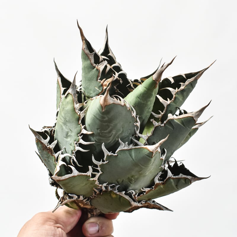 国内実生最高峰】アガベ オテロイ 