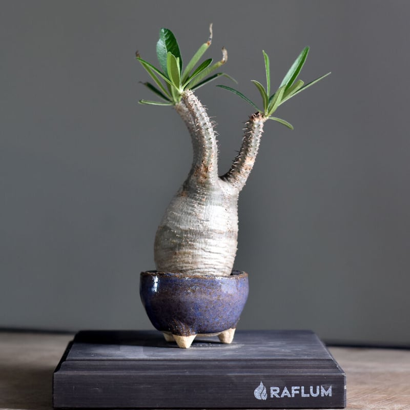 パキポディウム グラキリス (現地球) RF22474 | RAFLUM / ラフラム