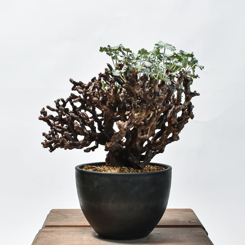 ペラルゴニウム ミラビレ 大株【発根済み】HK2402635 | RAFLUM