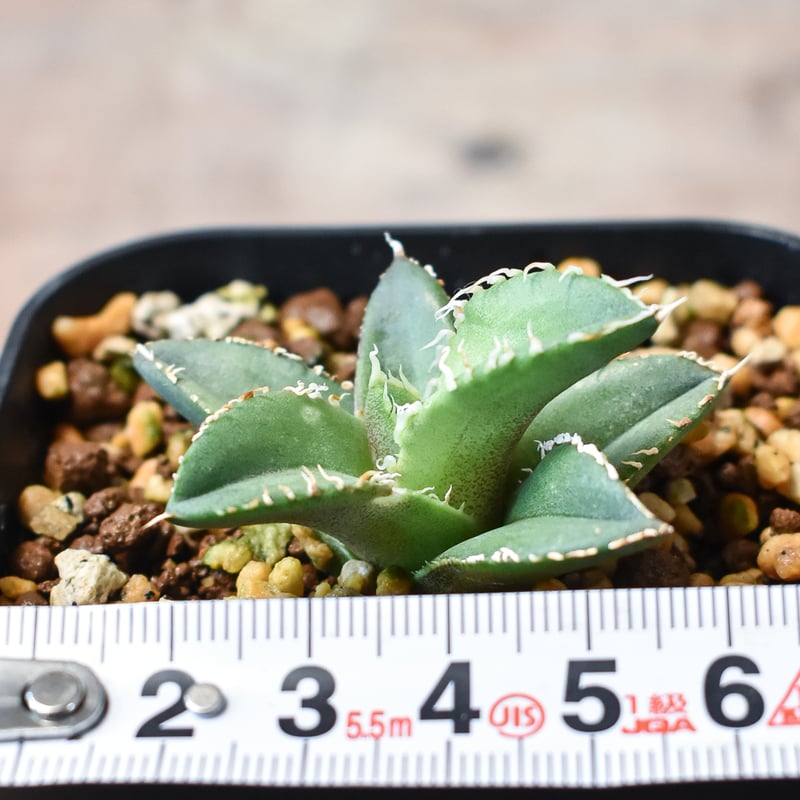 アガベ チタノタ ホオジロザメ 