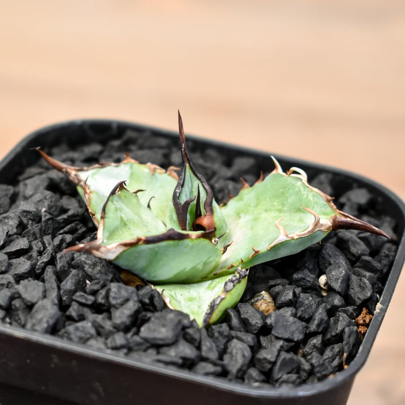 アガベ チタノタ DENNIS B05 【台湾DENNIS産/発根済み/子株】DN24028