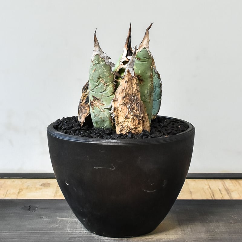 アガベ オアハカ 